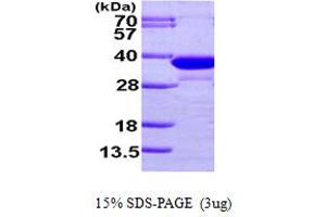 SDS-PAGE (SDS) image for Enoyl Coenzyme A Hydratase 1, Peroxisomal (ECH1) (AA 34-328) protein (His tag) (ABIN667209)