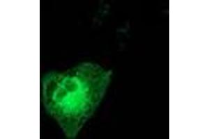 Anti-MAPK7 mouse monoclonal antibody (ABIN2454065) immunofluorescent staining of COS7 cells transiently transfected by pCMV6-ENTRY MAPK7 (RC203506). (MAPK7 antibody)