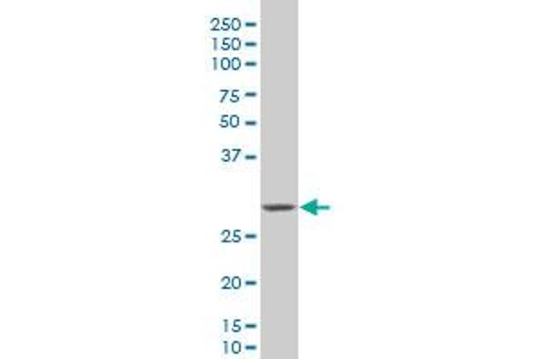 HEYL antibody  (AA 1-70)