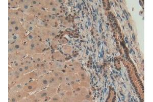 Immunohistochemistry (IHC) image for anti-Annexin A4 (ANXA4) (AA 11-164) antibody (ABIN7435871)