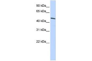 Western Blotting (WB) image for anti-Homeobox B3 (HOXB3) antibody (ABIN2457895) (HOXB3 antibody)