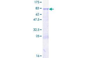 GTPBP6 Protein (AA 1-403) (GST tag)