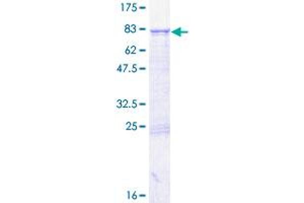GTPBP6 Protein (AA 1-403) (GST tag)