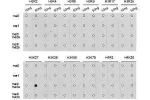 Dot-blot analysis of all sorts of methylation peptides using DiMethyl-Histone H3-K27 antibody. (Histone 3 antibody  (H3K27me))