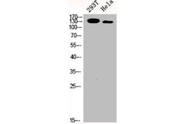 SRCIN1 antibody  (Internal Region)