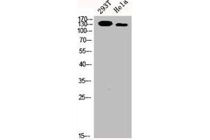 Western Blot analysis of 293T HELA cells using p140Cap Polyclonal Antibody (SRCIN1 antibody  (Internal Region))
