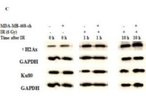 TMPRSS4 Silencing Improved the DNA Damage Induced by IR, Delays DNA Damage Repair. (XRCC5 antibody  (AA 543-732))