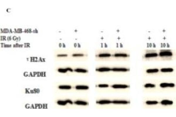 XRCC5 antibody  (AA 543-732)