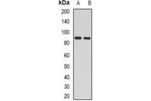 Western blot analysis of H6PD expression in mouse liver (A), mouse kidney (B) whole cell lysates.