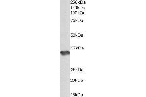 ABIN4902664 (1µg/ml) staining of Human Cerebellum lysate (35µg protein in RIPA buffer). (HS3ST1 antibody)