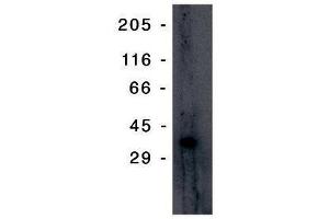 Image no. 1 for anti-Tumor Protein P53 Inducible Protein 3 (TP53I3) antibody (ABIN201596) (TP53I3 antibody)