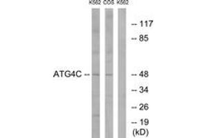 Western blot analysis of extracts from K562/COS7 cells, using ATG4C Antibody. (ATG4C antibody  (AA 21-70))
