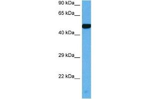 Host:  Mouse  Target Name:  MYC  Sample Tissue:  Mouse Heart  Antibody Dilution:  1ug/ml (c-MYC antibody  (C-Term))