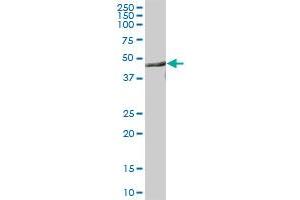CNP MaxPab polyclonal antibody. (Cnpase antibody  (AA 1-421))