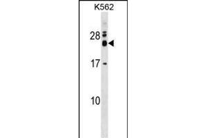REXO2 Antibody (Center) (ABIN1537817 and ABIN2848891) western blot analysis in K562 cell line lysates (35 μg/lane). (REXO2 antibody  (AA 129-157))