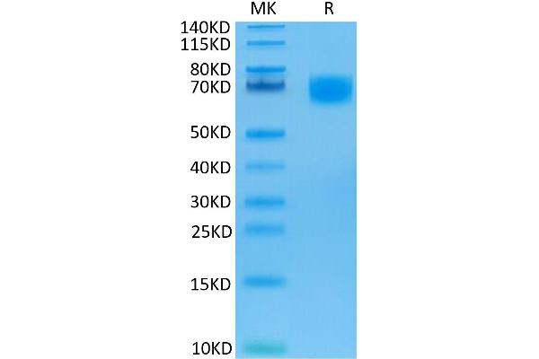 LILRA6 Protein (His-Avi Tag,Biotin)