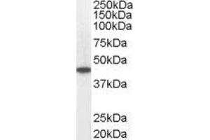 ABIN2560895 staining (0. (Medium-Chain Specific Acyl-CoA Dehydrogenase, Mitochondrial (C-Term) antibody)