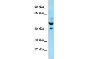 WB Suggested Anti-PLAUR Antibody Titration: 1. (PLAUR antibody  (N-Term))