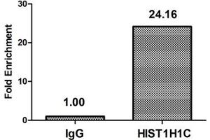 Chromatin Immunoprecipitation Hela (4*10 6 ) were treated with Micrococcal Nuclease, sonicated, and immunoprecipitated with 5 μg anti-HIST1H1C (ABIN7139612) or a control normal rabbit IgG. (HIST1H1C antibody  (meLys96))