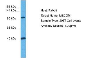 Host: Rabbit Target Name: MECOM Sample Tissue: Human 293T Whole Cell Antibody Dilution: 1ug/ml (MECOM antibody  (C-Term))