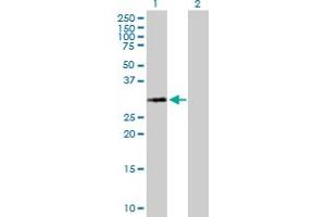 Western Blot analysis of HIST1H1A expression in transfected 293T cell line by HIST1H1A MaxPab polyclonal antibody. (Histone H1.1 antibody  (AA 1-215))