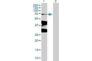 Western Blot analysis of XRCC1 expression in transfected 293T cell line by XRCC1 MaxPab polyclonal antibody. (XRCC1 antibody  (AA 1-633))