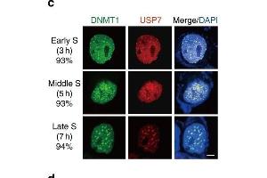 Critical residues for the interaction between DNMT1 and USP7. (DNMT1 antibody  (AA 1-270))
