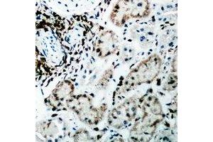 Immunohistochemical analysis of Fumarylacetoacetase staining in rat kidney formalin fixed paraffin embedded tissue section. (FAH antibody)
