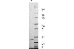 SDS-PAGE of Human Interleukin-1-alpha Recombinant Protein SDS-PAGE Human Interleukin-1-alpha Recombinant Protein. (IL1A Protein)