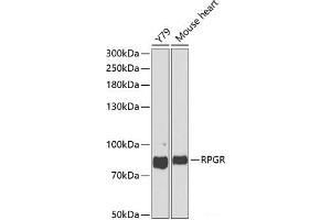 Western blot analysis of extracts of various cell lines using RPGR Polyclonal Antibody at dilution of 1:1000. (RPGR antibody)