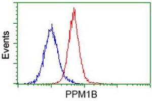 Image no. 1 for anti-Protein Phosphatase, Mg2+/Mn2+ Dependent, 1B (PPM1B) antibody (ABIN1500371) (PPM1B antibody)