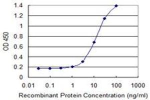 Detection limit for recombinant GST tagged GALNT1 is 0. (Galnt1 antibody  (AA 42-123))