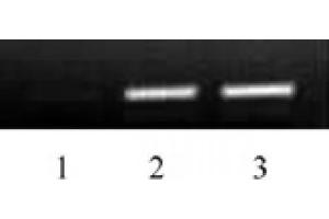 Histone H3 acetyl Lys79 pAb tested by ChIP.