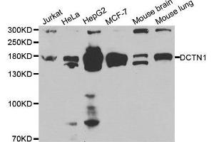 Western blot analysis of extracts of various cell lines, using DCTN1 antibody. (Dynactin 1 antibody  (AA 945-1139))