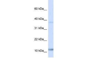 Western Blotting (WB) image for anti-Nescient Helix Loop Helix 1 (NHLH1) antibody (ABIN2460137)