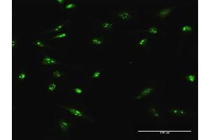 Immunofluorescence of purified MaxPab antibody to C4orf43 on HeLa cell.
