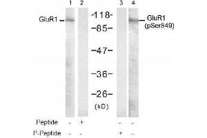 Image no. 1 for anti-Glutamate Receptor 1 (GLUR1) (pSer849) antibody (ABIN197022)