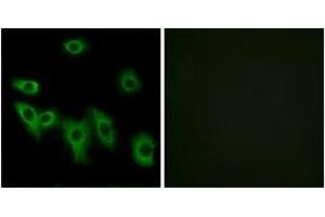 Immunofluorescence analysis of HuvEc cells, using OR8H3 Antibody.