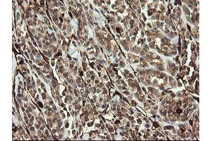 Image no. 2 for anti-Transmembrane Protein 173 (TMEM173) antibody (ABIN1501428) (STING/TMEM173 antibody)