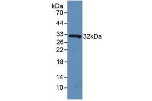 Detection of Recombinant IL4I1, Human using Polyclonal Antibody to Interleukin 4 Induced Protein 1 (IL4I1) (IL4I1 antibody  (AA 1-245))