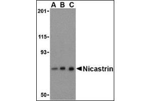Western blot analysis of Nicastrin in mouse brain tissue lysate with this product at (A) 0.