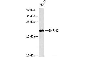 Western blot analysis of extracts of 293T cells using GNRH2 Polyclonal Antibody at dilution of 1:1000. (GnRH2 antibody)