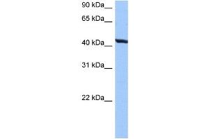 TMEM118 antibody used at 0. (RNFT2 antibody  (N-Term))