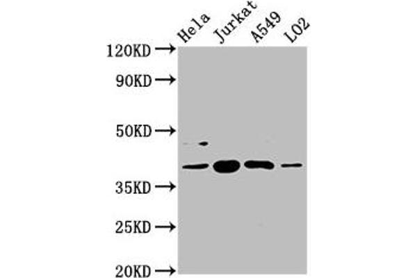 SHARPIN antibody  (AA 82-171)