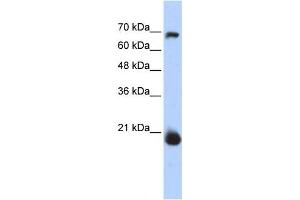 Western Blotting (WB) image for anti-Coiled-Coil-Helix-Coiled-Coil-Helix Domain Containing 4 (CHCHD4) antibody (ABIN2459506) (CHCHD4 antibody)