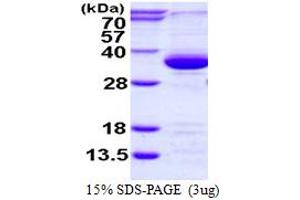 SDS-PAGE (SDS) image for PSME3 (PSME3) (AA 1-254) protein (His tag) (ABIN7279625)