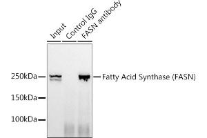 Immunoprecipitation analysis of 300 μg extracts of HeLa cells using 3 μg Fatty Acid Synthase (FASN) antibody . (Fatty Acid Synthase antibody)