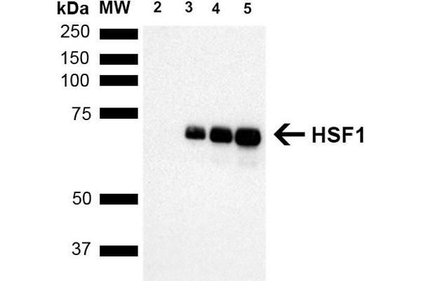 HSF1 antibody  (AA 378-395) (HRP)