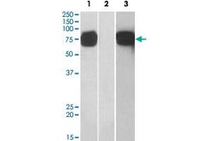 HEK293 lysate (10 ug protein in RIPA buffer) overexpressing human GOLM1 with C-terminal MYC tag probed with GOLM1 polyclonal antibody (1 ug/mL) in Lane 1 and probed with anti-MYC Tag (1/1000) in lane 3. (GOLM1 antibody  (C-Term))