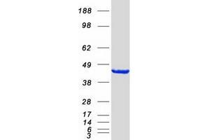 Hypoxia Inducible Factor 1, alpha Subunit Inhibitor (HIF1AN) protein (Myc-DYKDDDDK Tag)